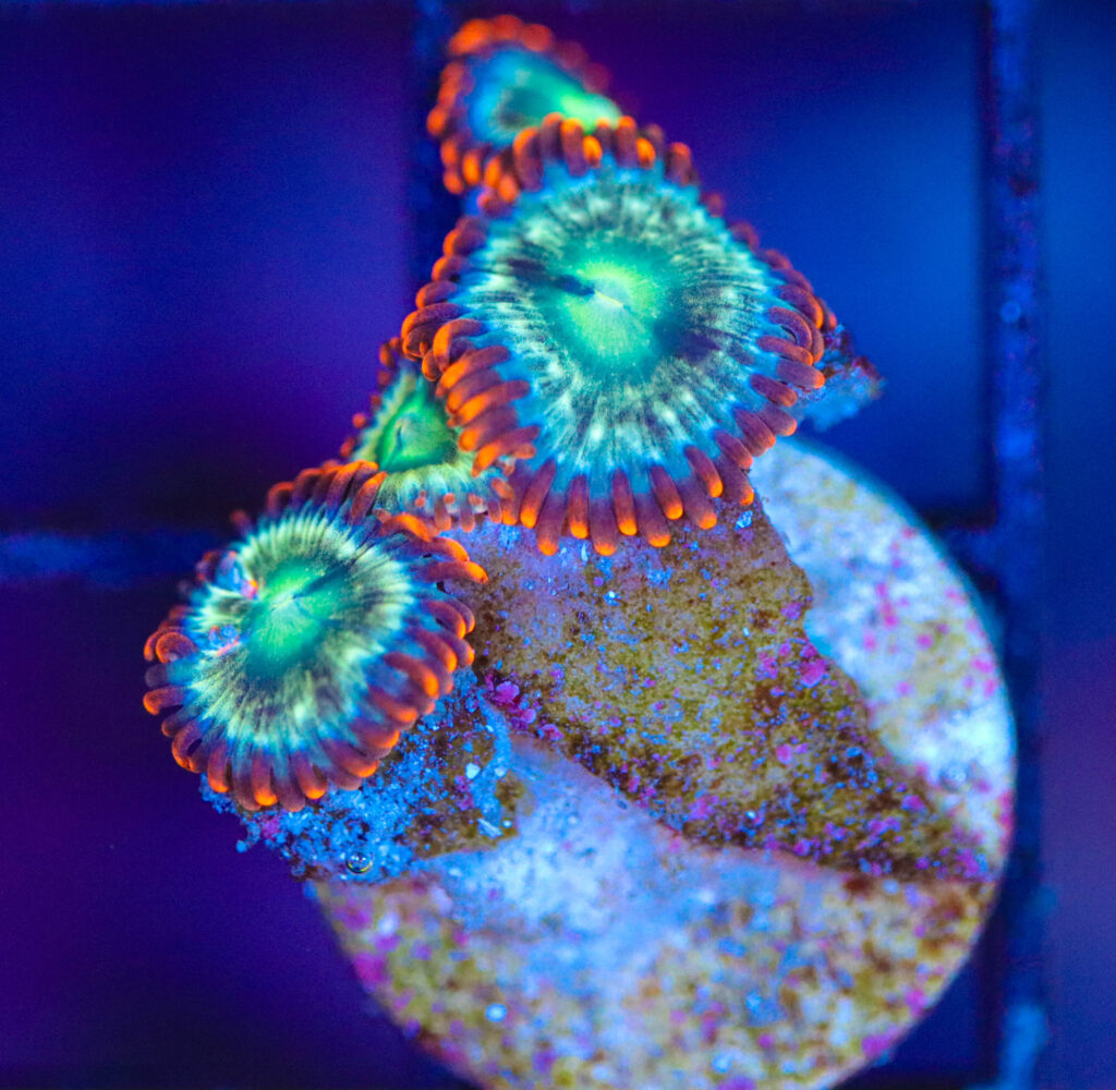 Frag Box Corals