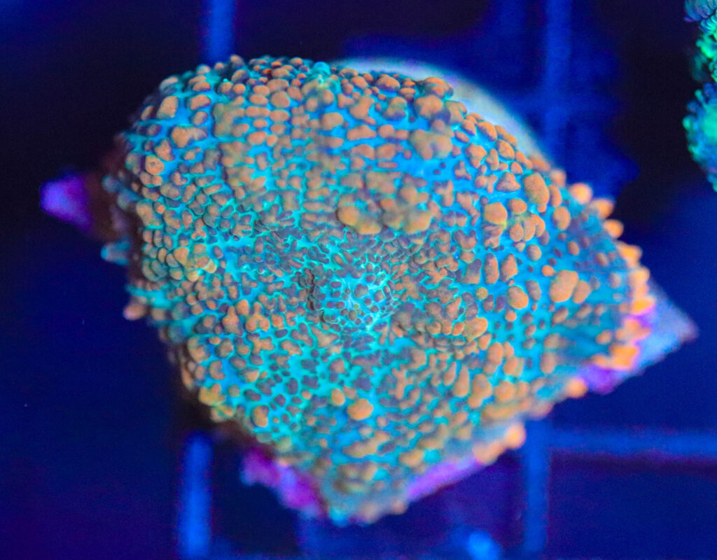 Frag Box Corals