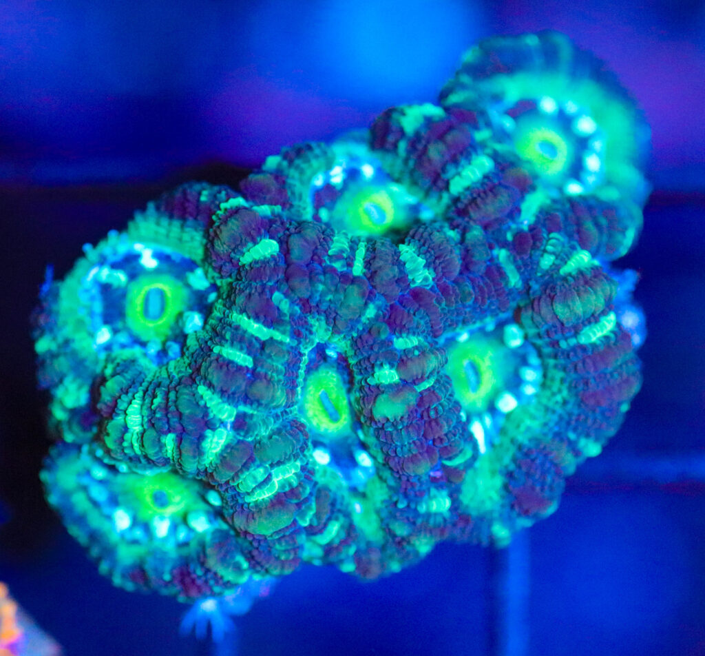 Frag Box Corals