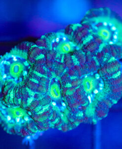 Wysiwyg Acan Frag [F93]