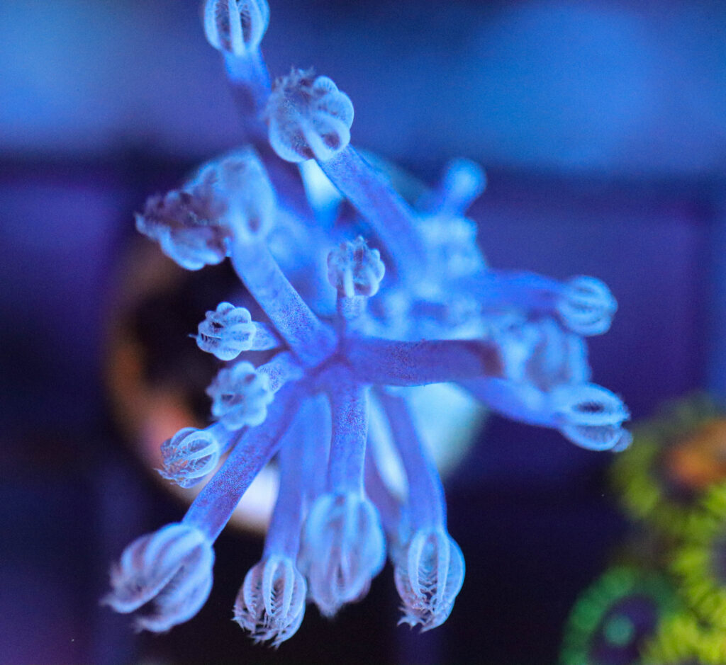 Frag Box Corals