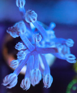 Wysiwyg Cespitularia Frag  [F95]