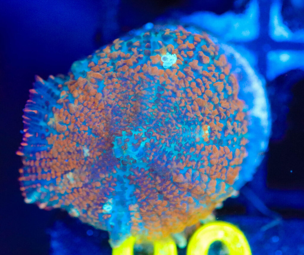 Frag Box Corals
