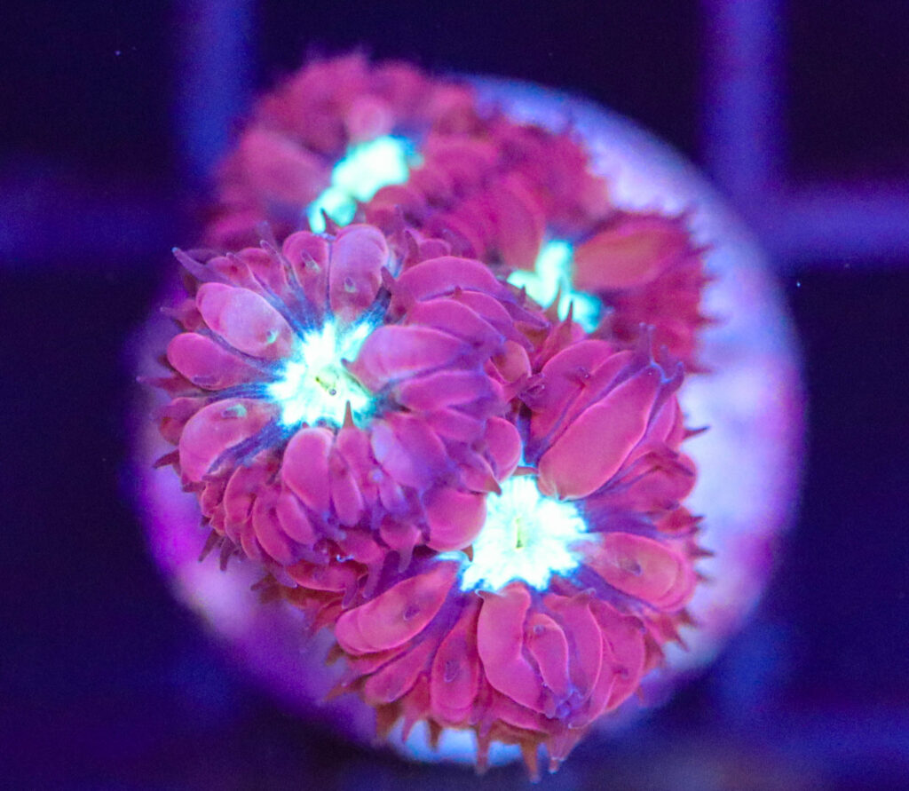 Frag Box Corals