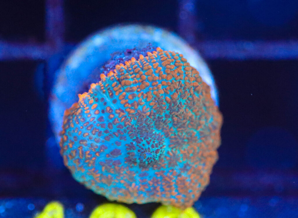 Frag Box Corals