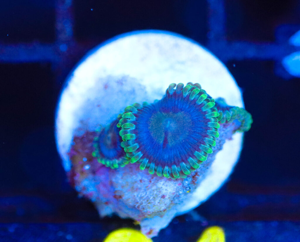 Frag Box Corals