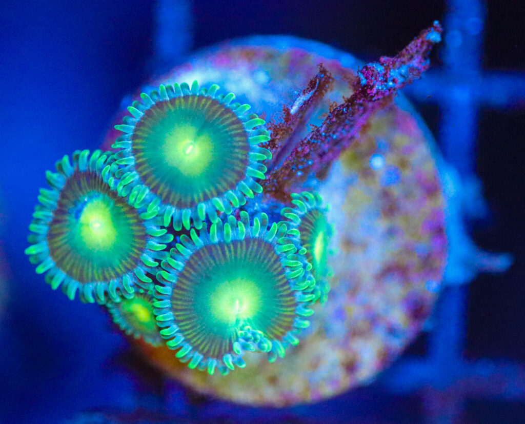 Frag Box Corals