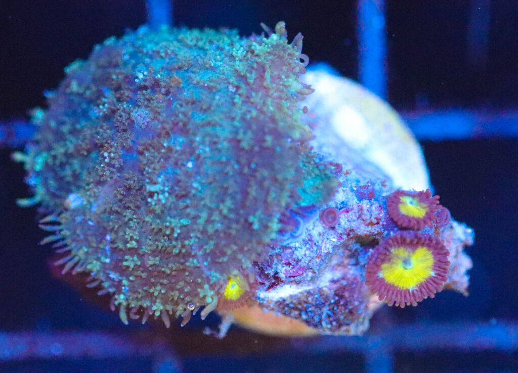 Frag Box Corals