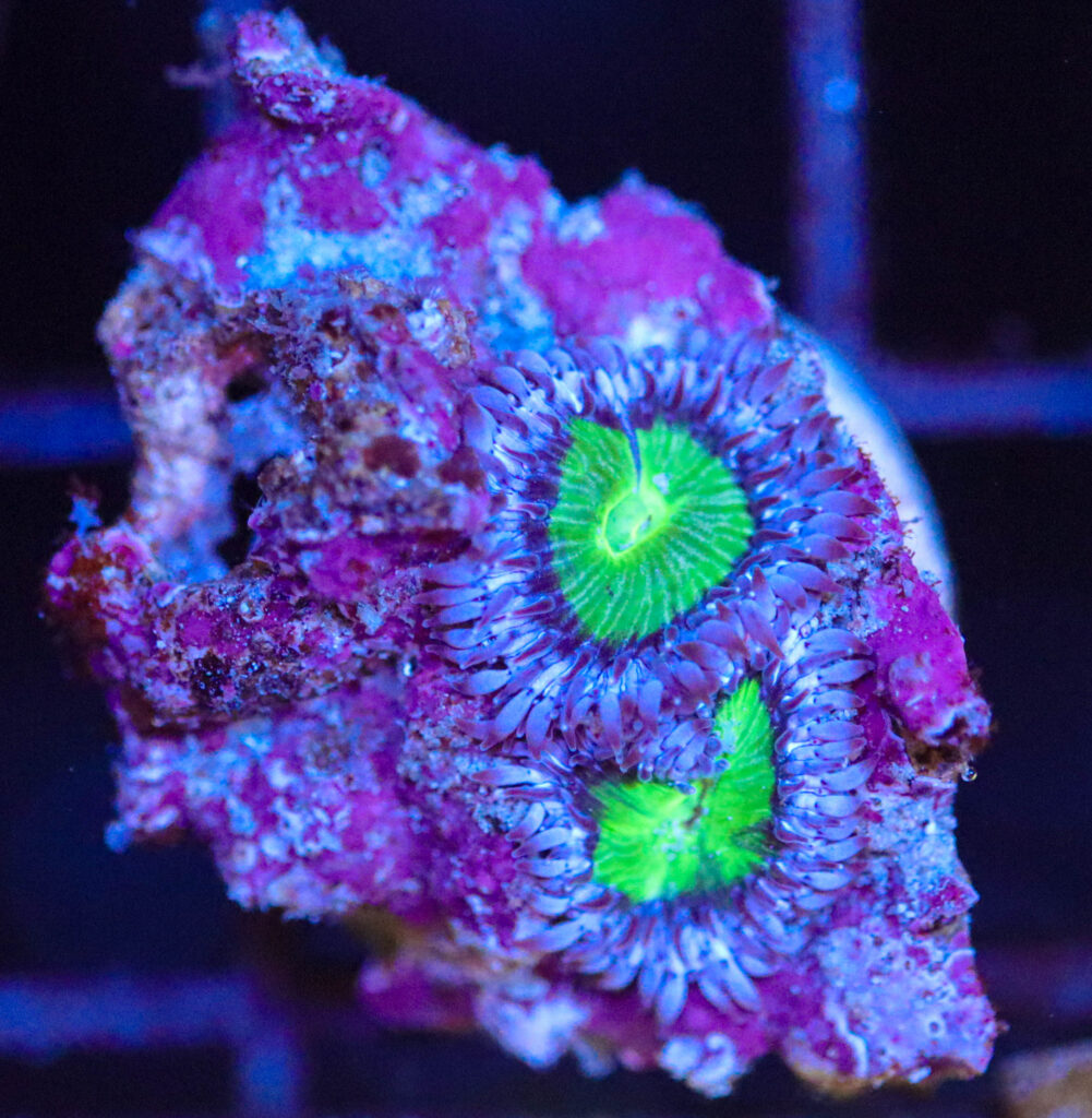 Frag Box Corals