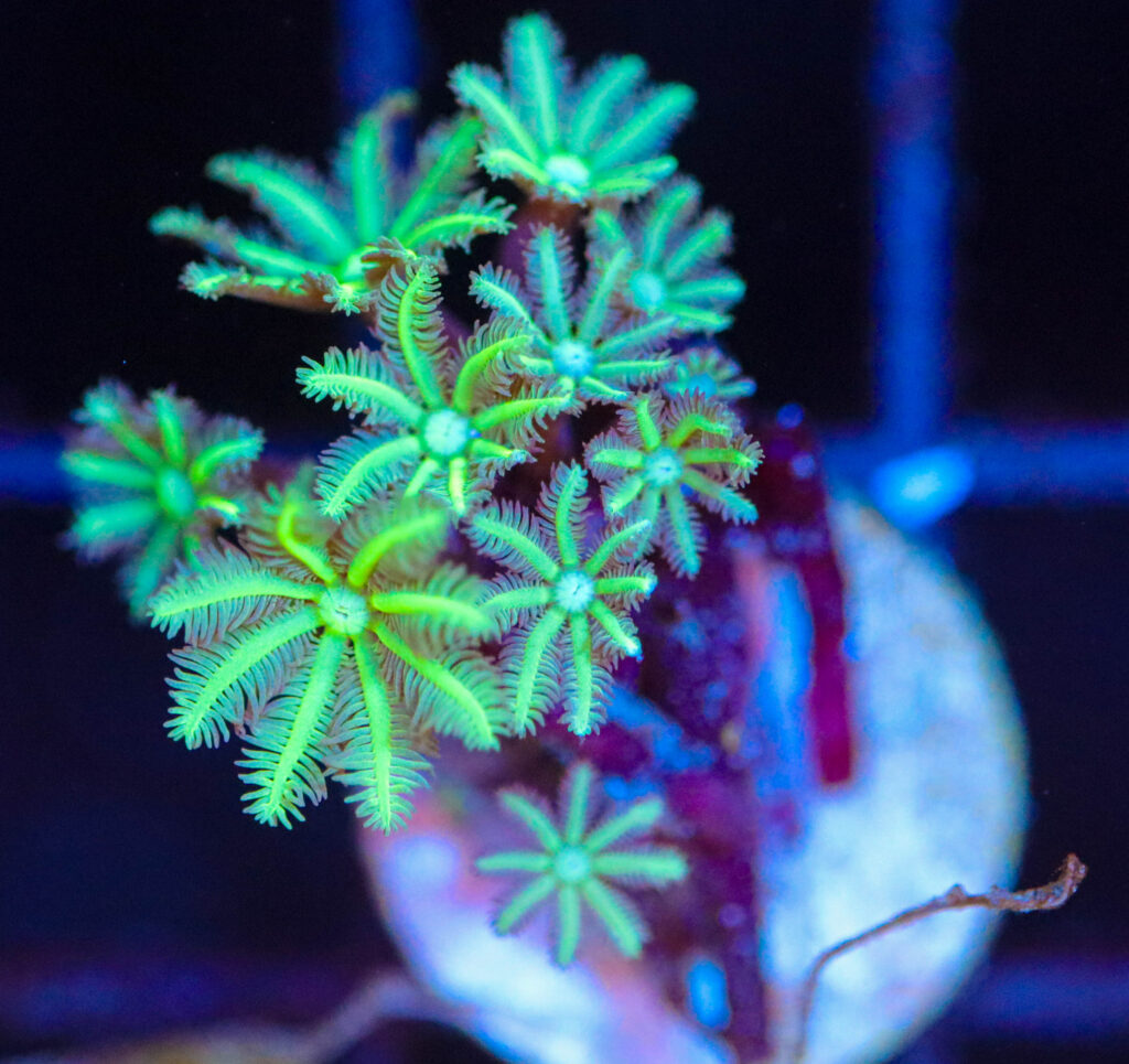 Frag Box Corals