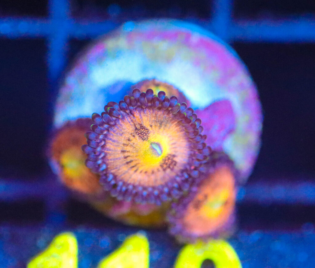 Frag Box Corals