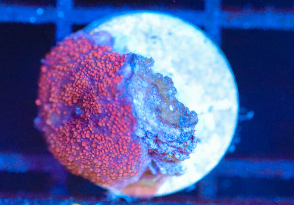 Frag Box Corals