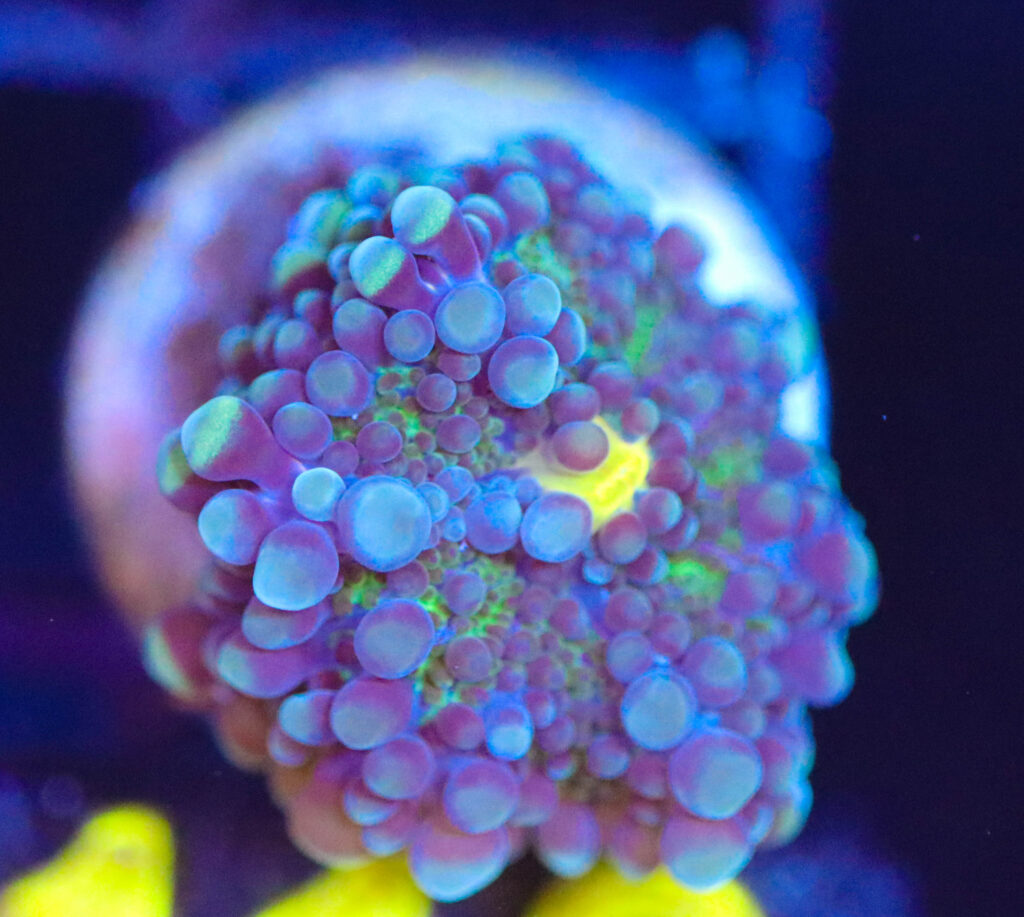 Frag Box Corals