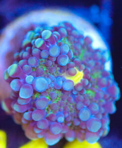 Wysiwyg Yuma Mushroom [F112]