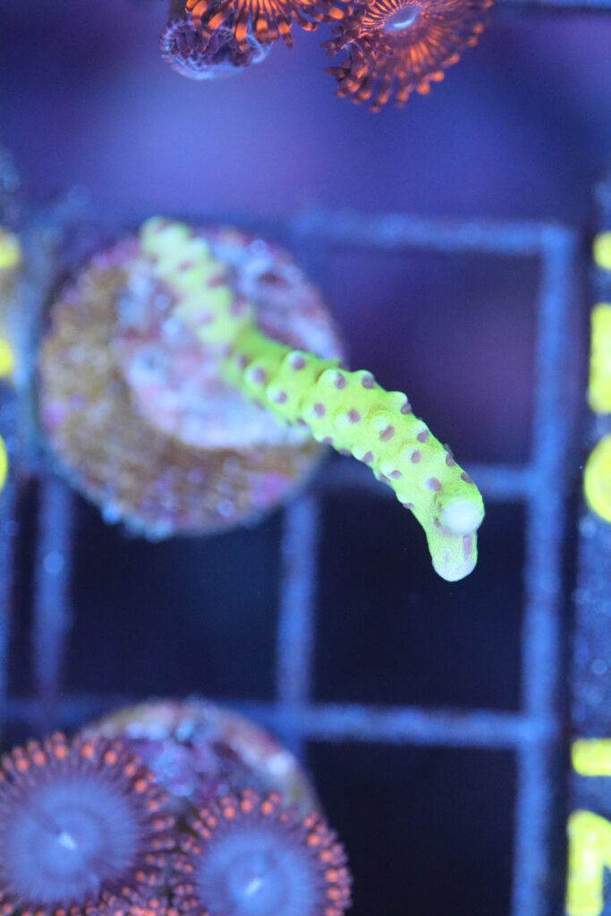 Frag Box Corals