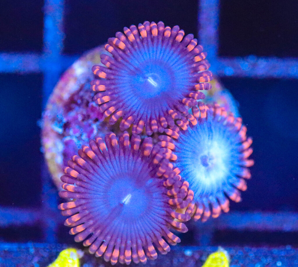 Frag Box Corals