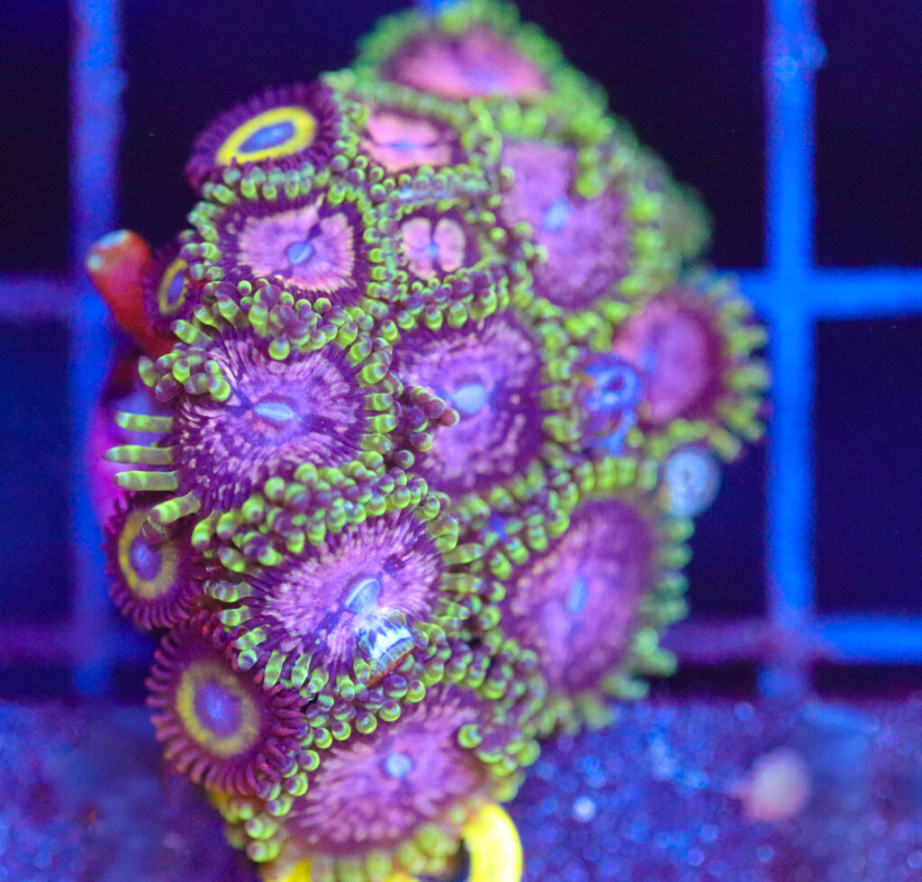 Frag Box Corals