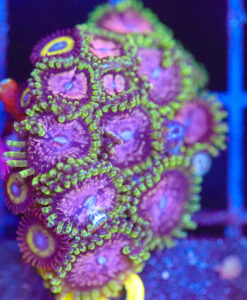 Wysiwyg Huge Purple Monster Zoanthid Frag [F115]