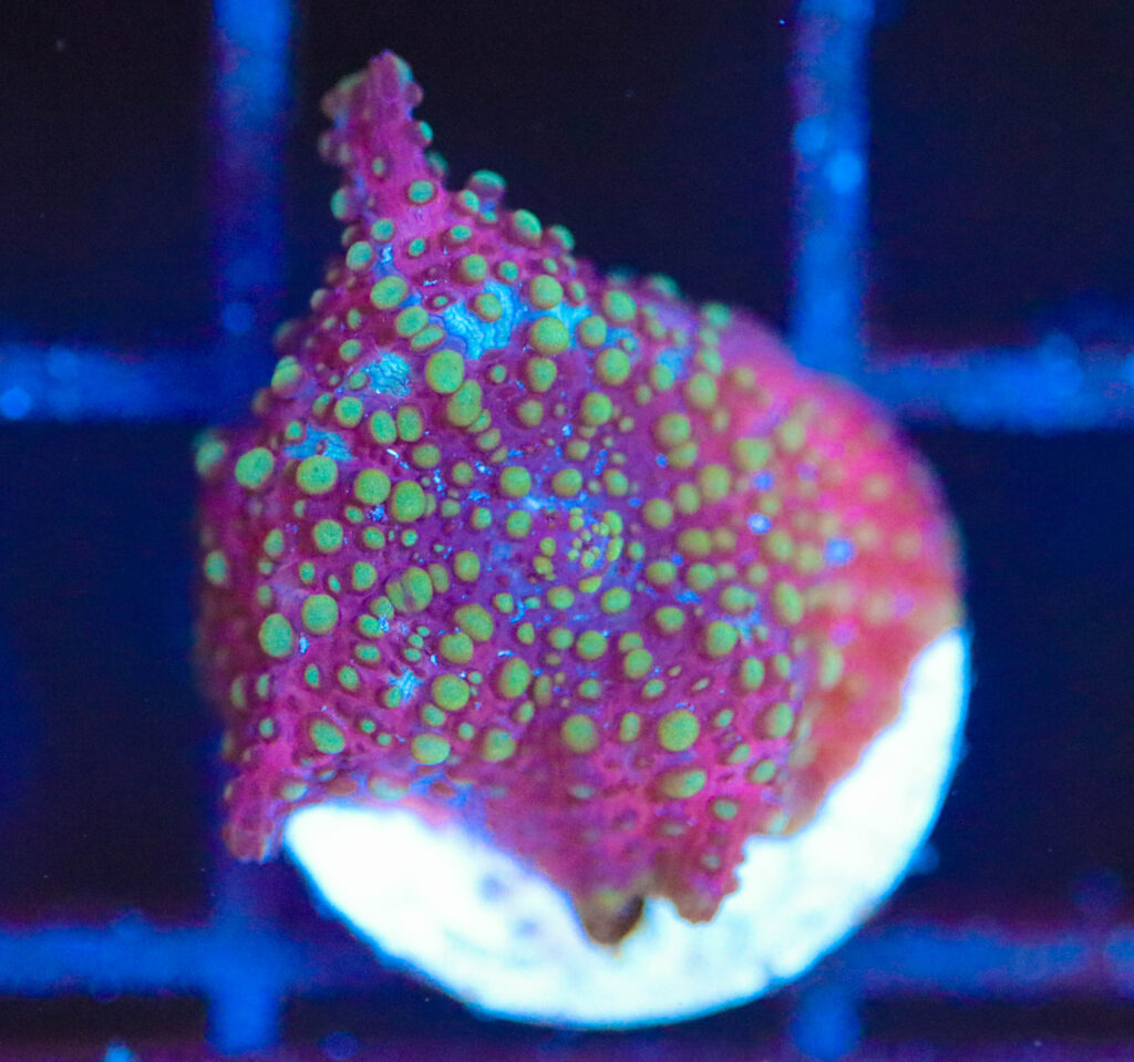 Frag Box Corals