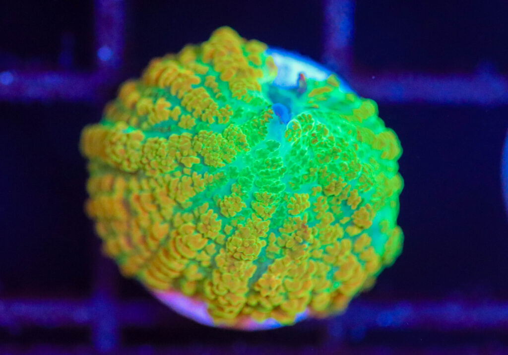 Frag Box Corals