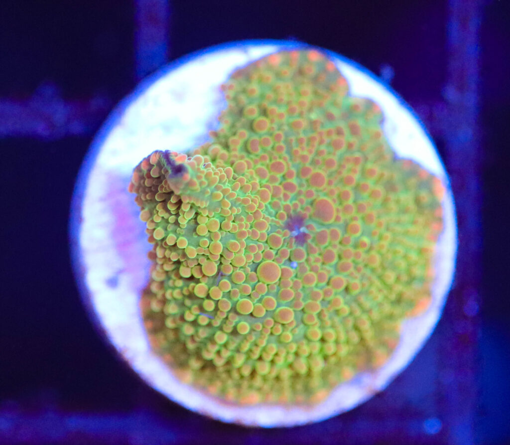 Frag Box Corals