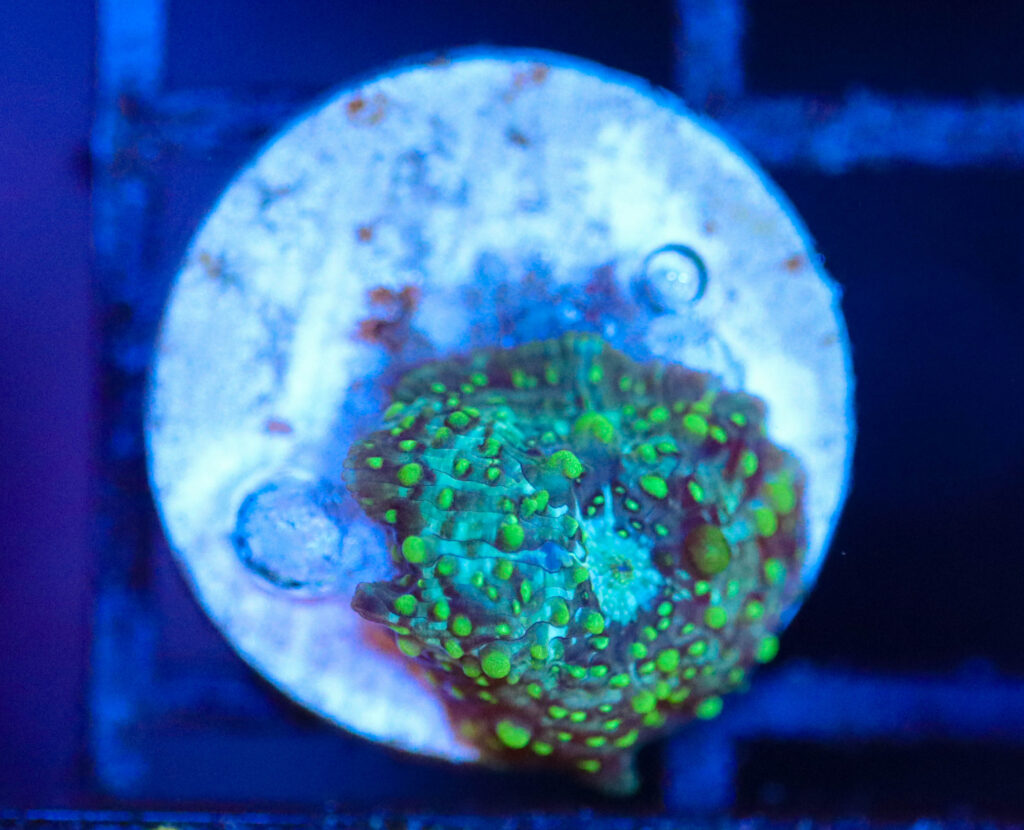 Frag Box Corals