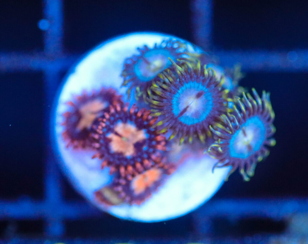 Frag Box Corals
