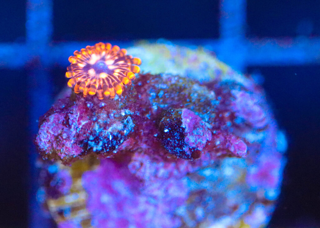 Frag Box Corals