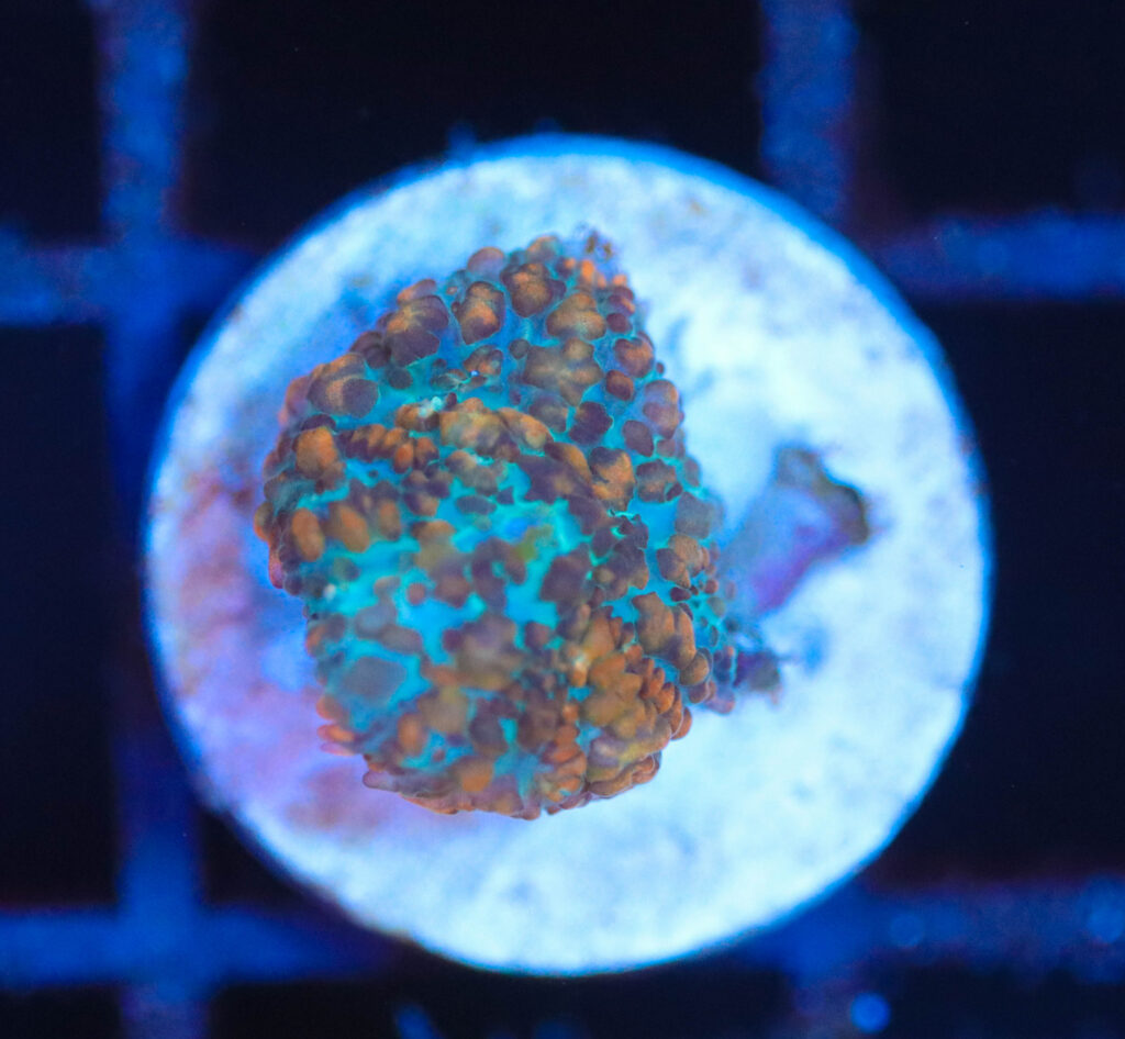 Frag Box Corals