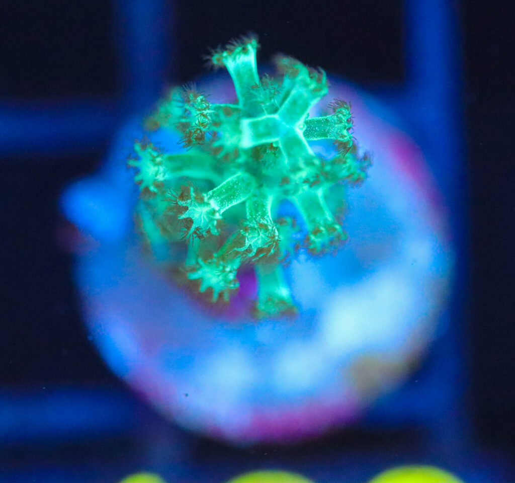Frag Box Corals