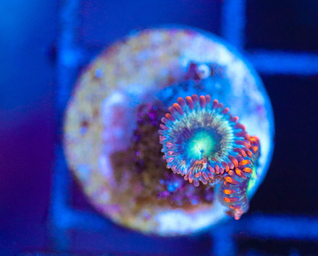 Frag Box Corals