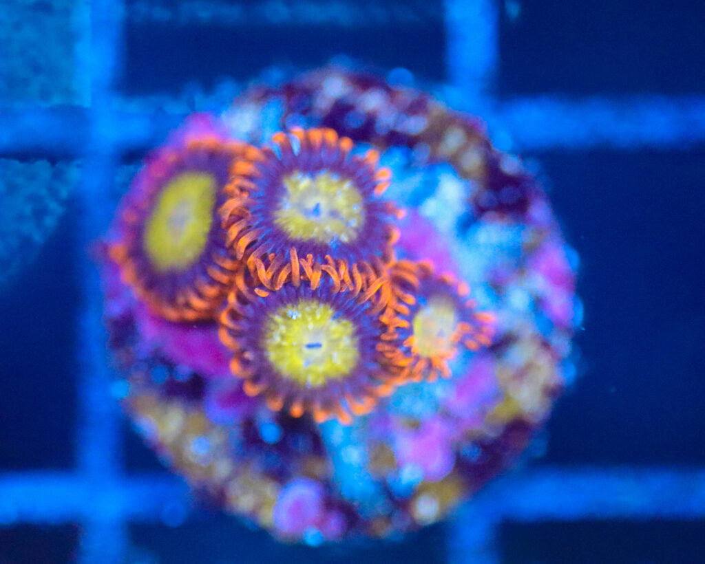 Frag Box Corals