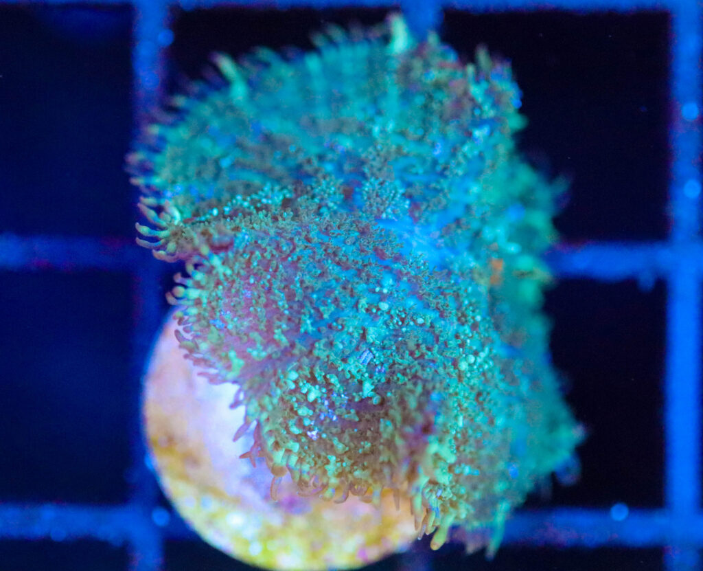 Frag Box Corals