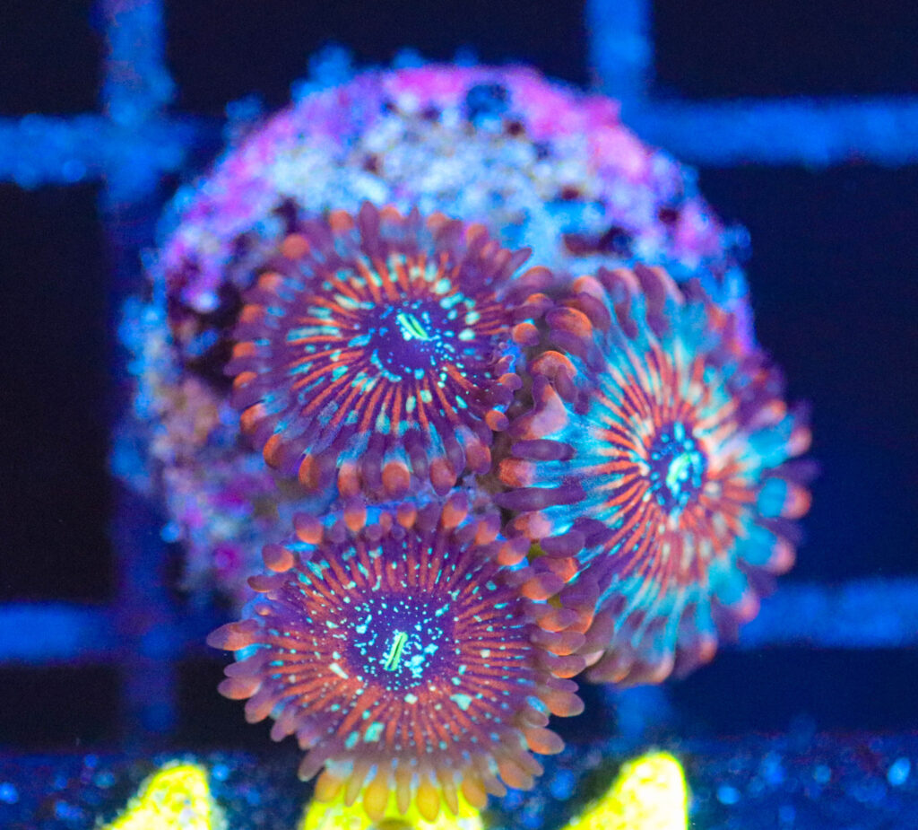 Frag Box Corals
