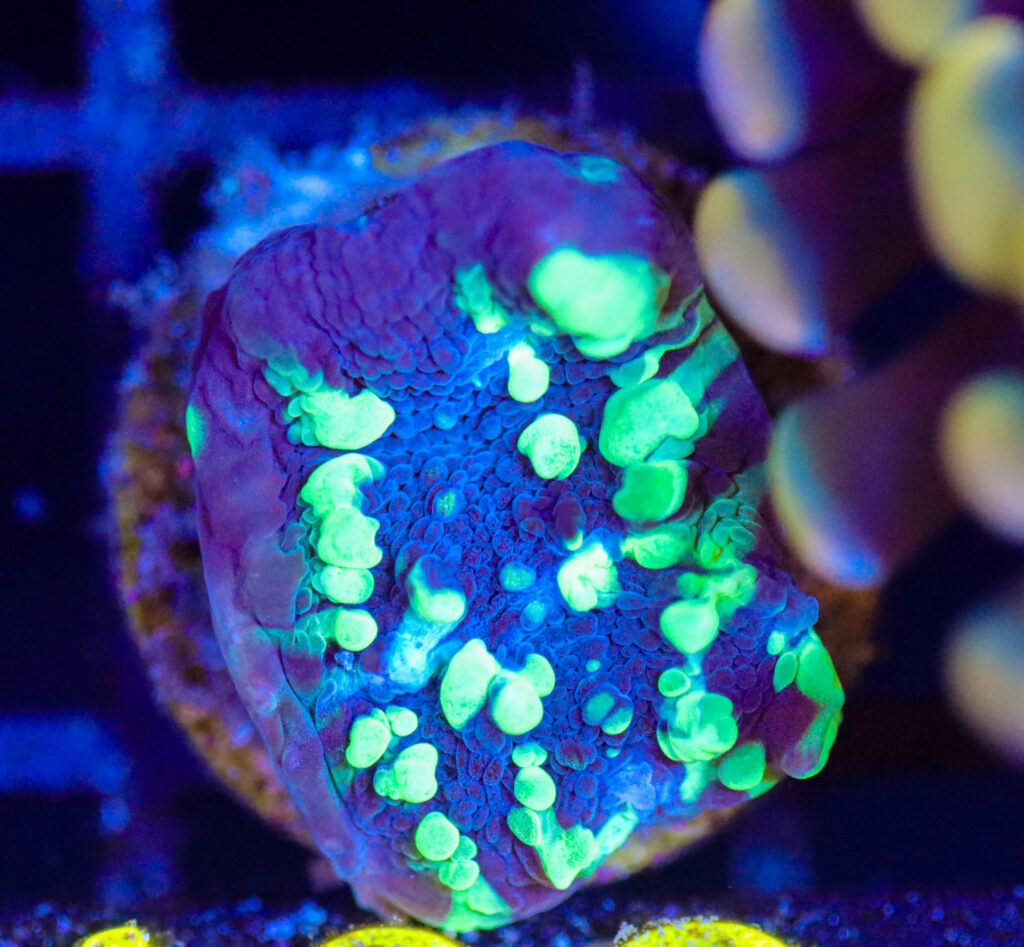 Frag Box Corals