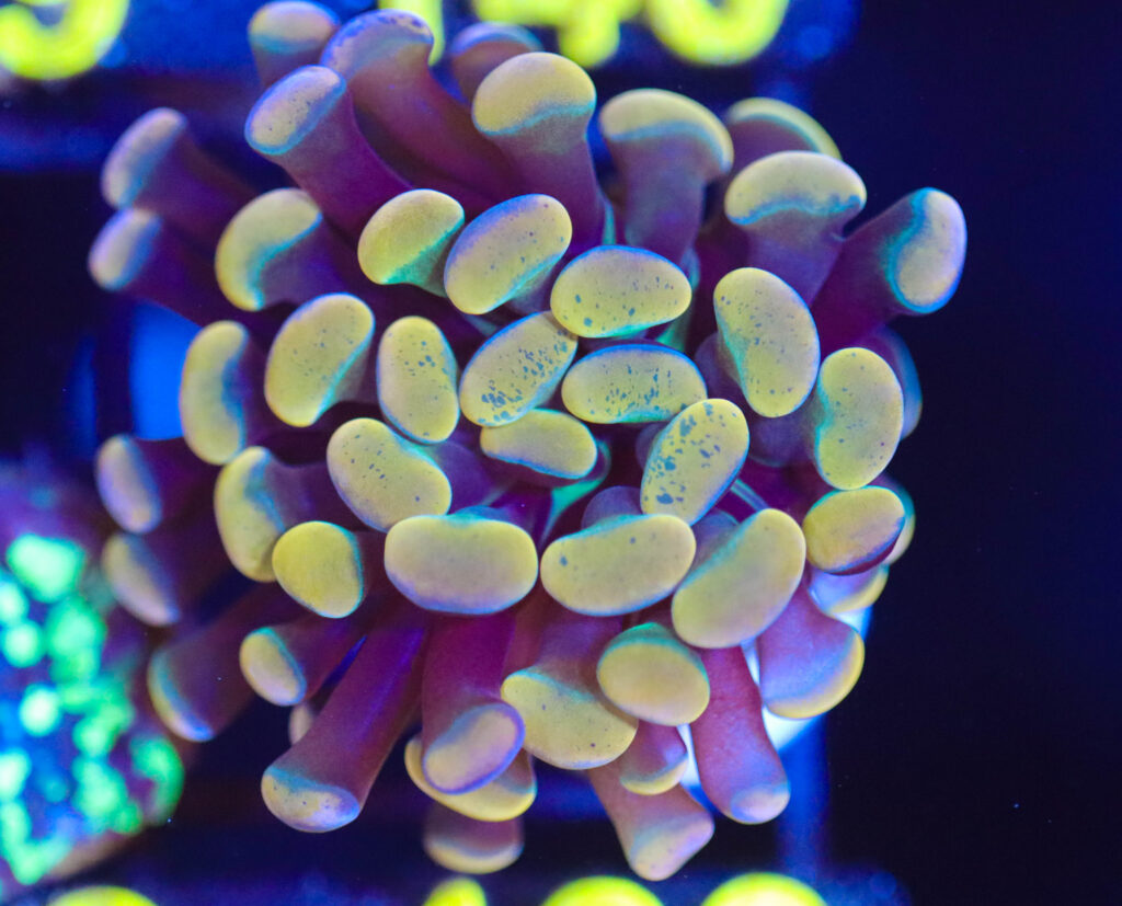 Frag Box Corals