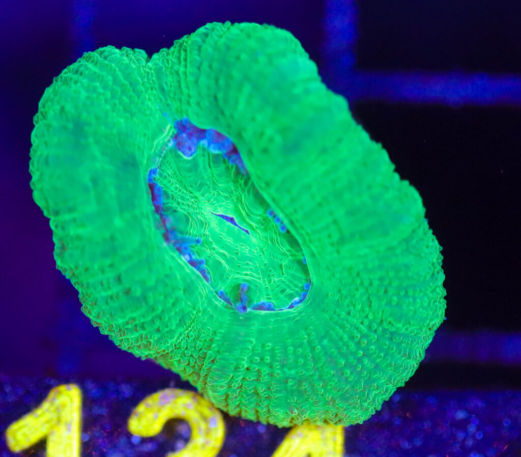 Frag Box Corals