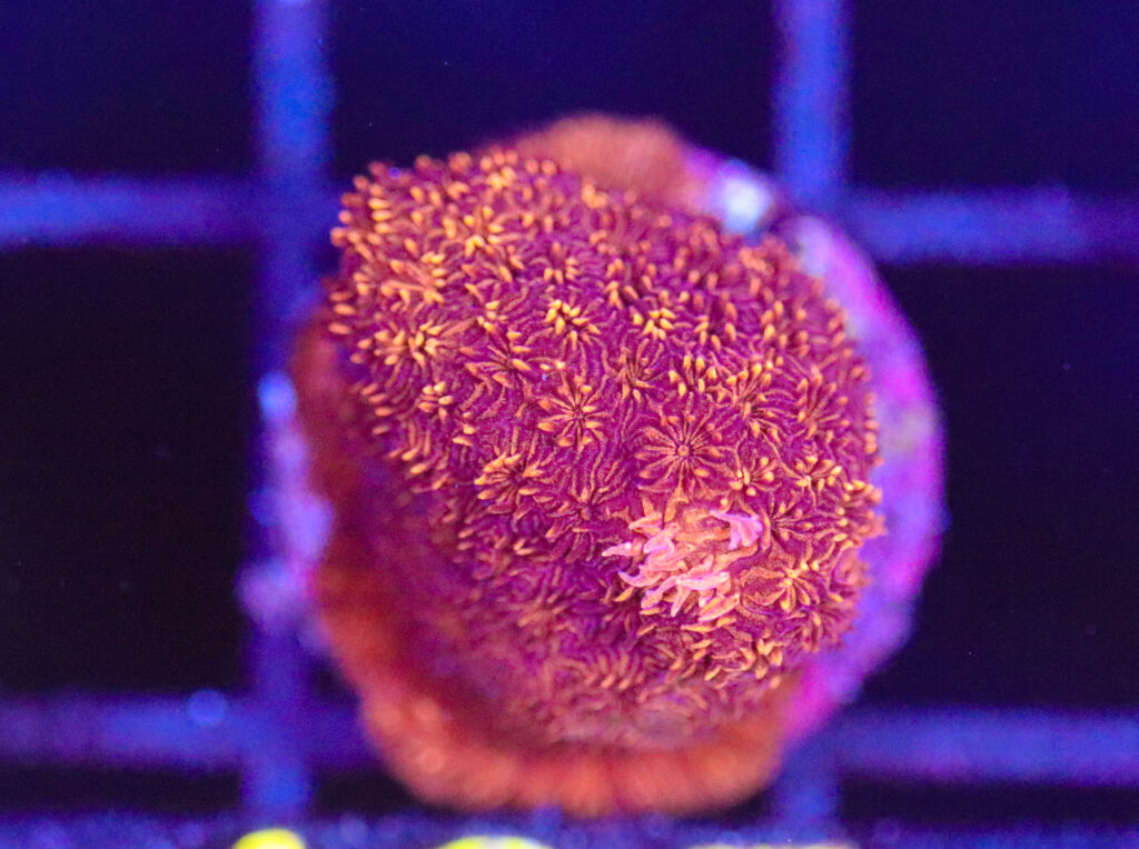 Frag Box Corals