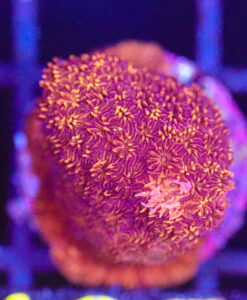 Wysiwyg Red Branching Pavona Frag  [F135]