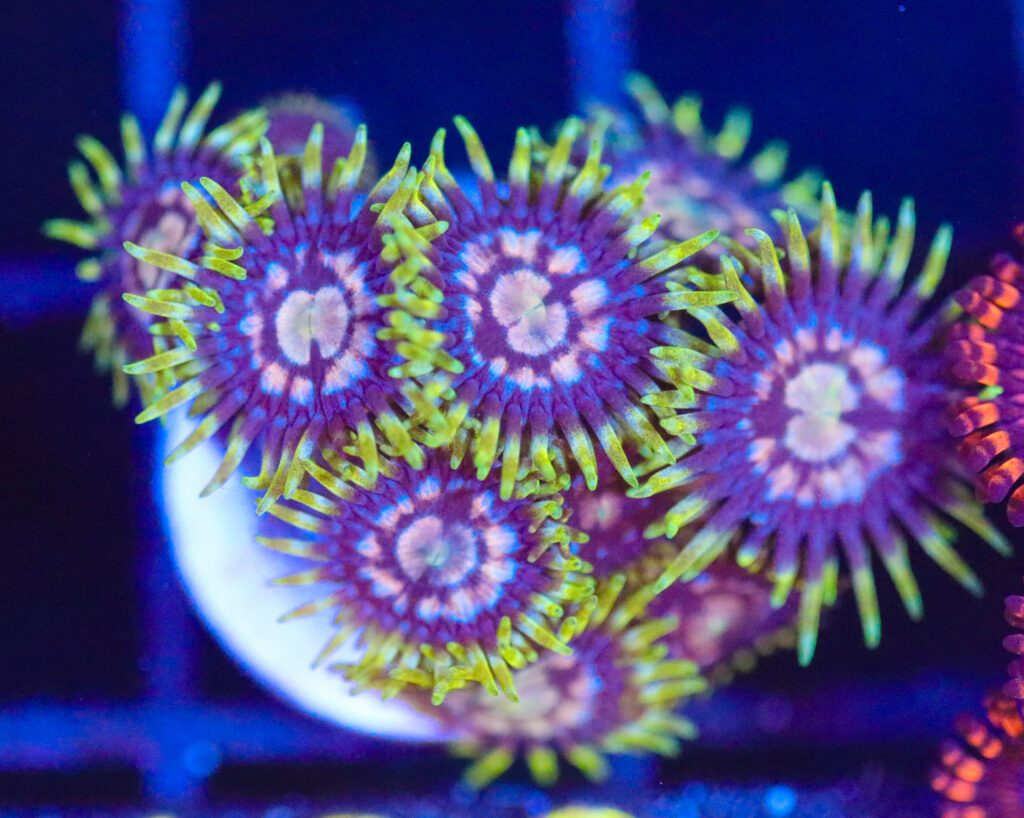 Frag Box Corals