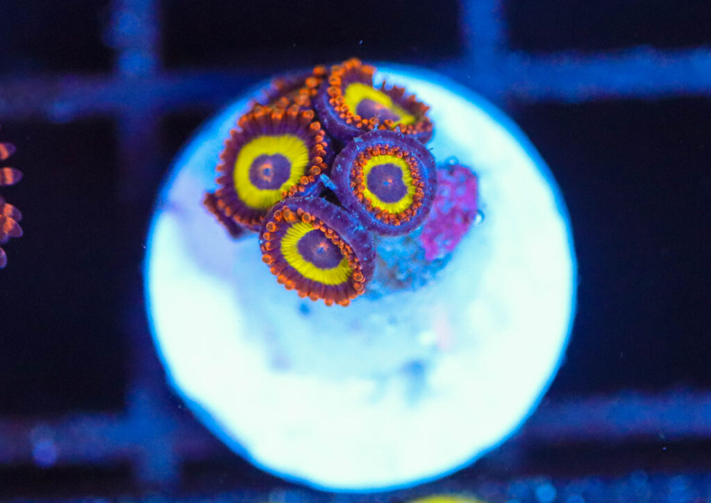 Frag Box Corals