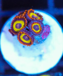Wysiwyg Zoa Frag [F138]