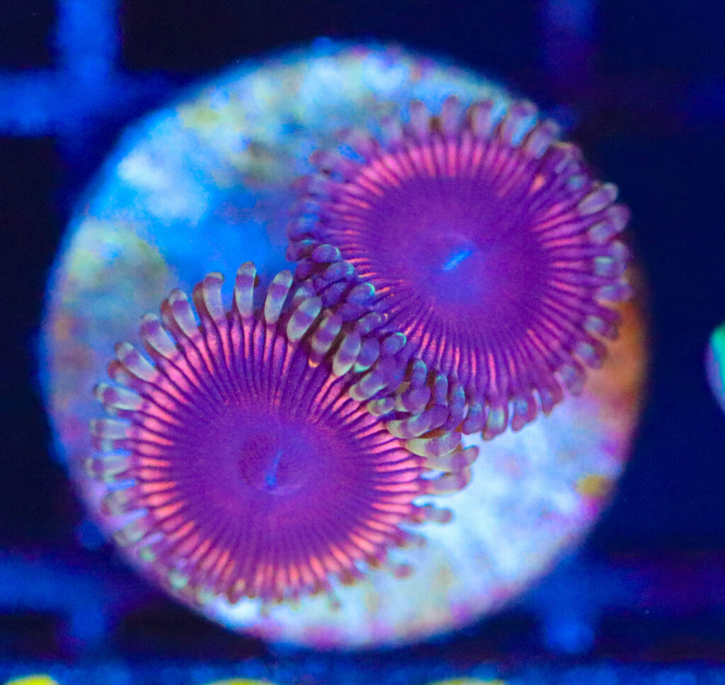 Frag Box Corals