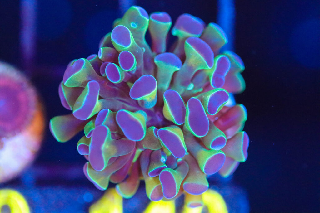 Frag Box Corals