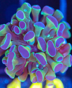 Wysiwyg Hammer Frag [F140]