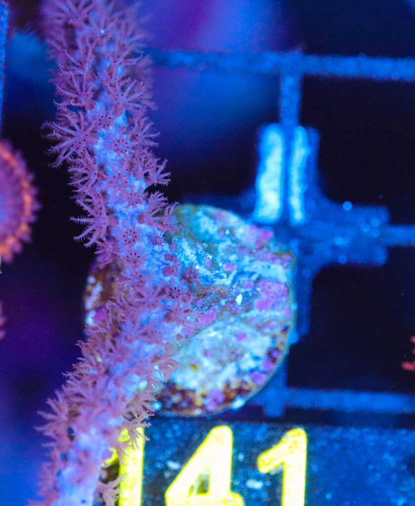 Frag Box Corals