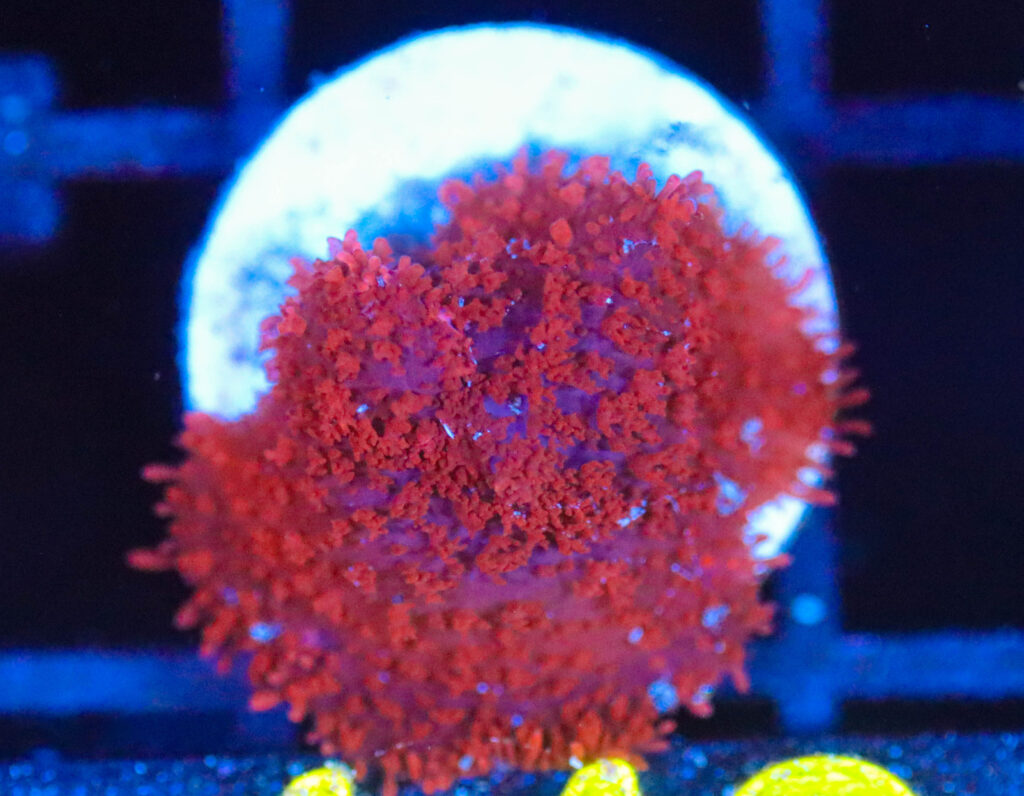 Frag Box Corals