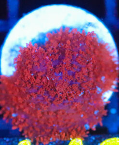 Wysiwyg Crimson Rose Mushroom [F142]