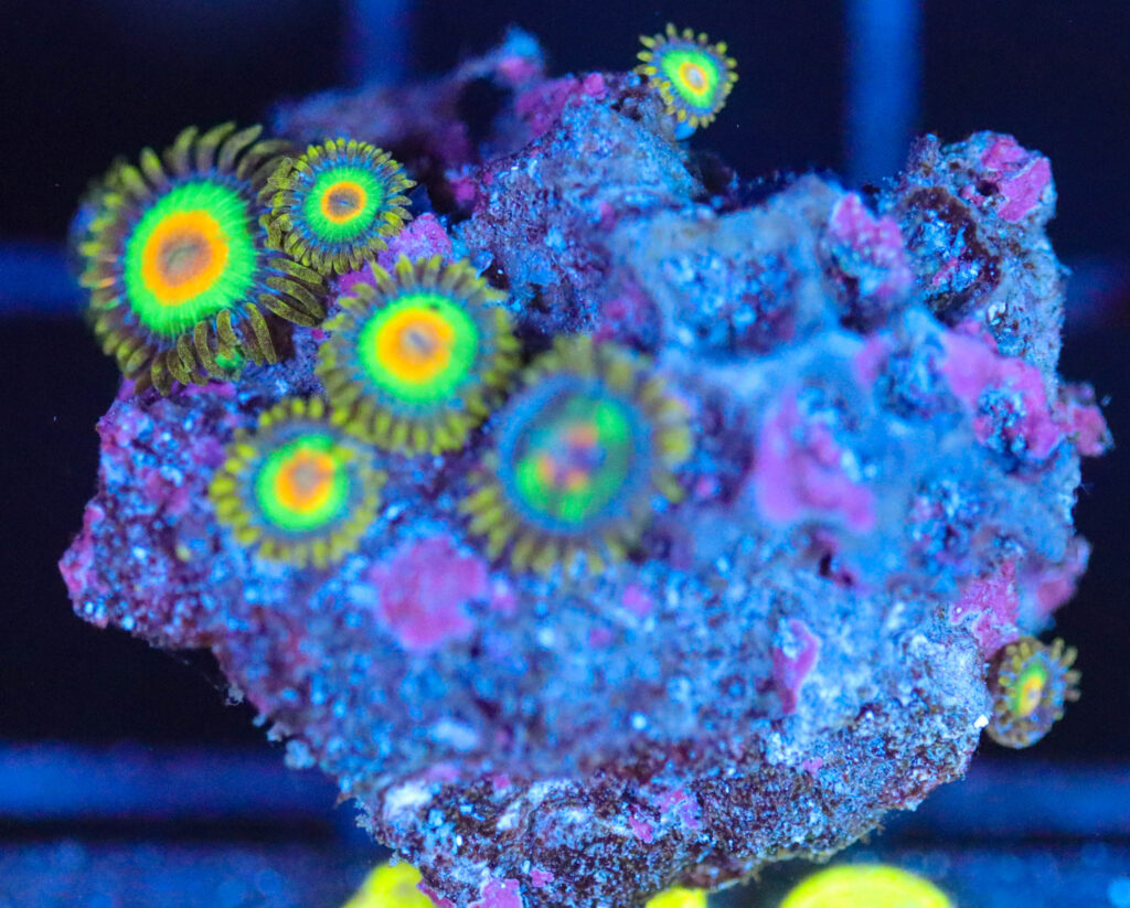 Frag Box Corals