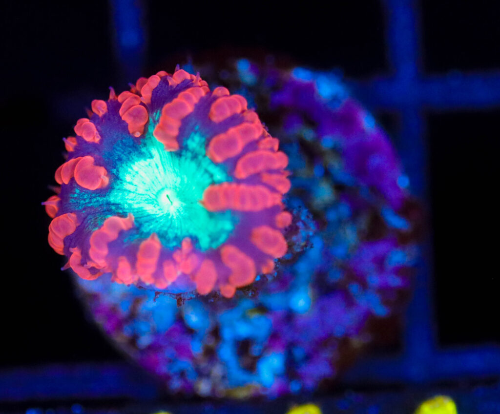 Frag Box Corals